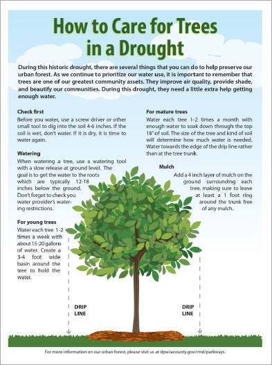 How To Care for Trees in a Drought